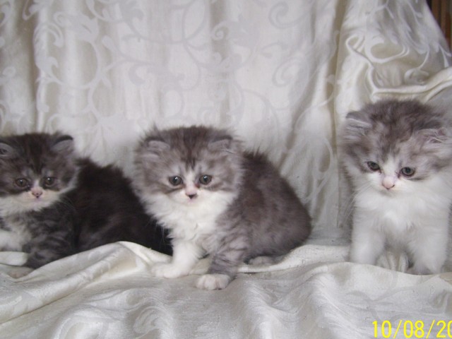 Reizende Persserkitten suchen ein neues Zuhause - Perser - Cottbus