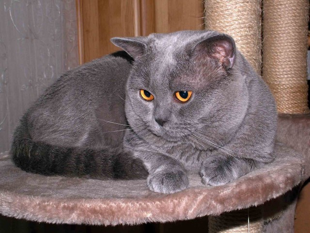 Reinrassiger BKH-Kuschelbär - British Kurzhaar - Kempten