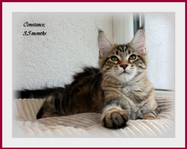Maine coon Kieen SUCHEN NEUE FAMILIEN..... - Maine Coon - Most pri Bratis ave, Slowakei