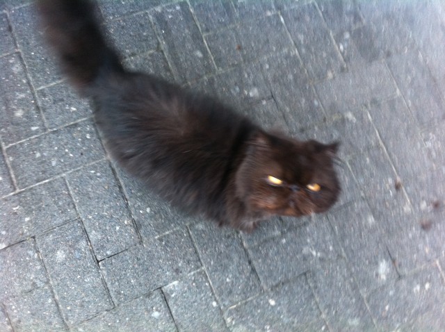 Sehr lieber perser hauskatze - Perser - Langenberg