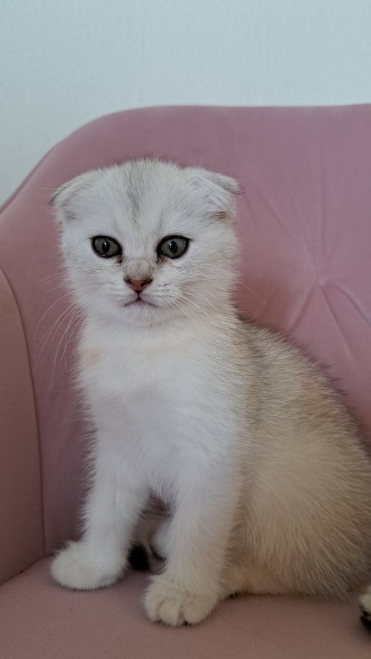 Scottish Kitten BKH Katze - Hauskatzen - Plochingen