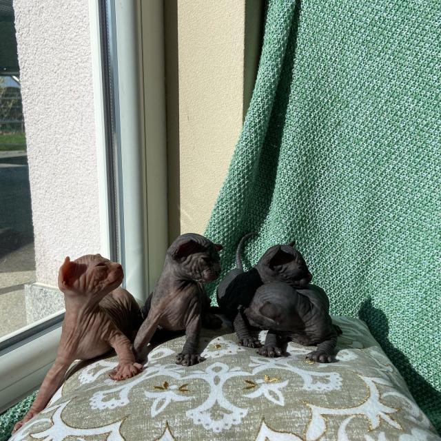 Canadian Sphinx Kitten - Sphynx - Worms