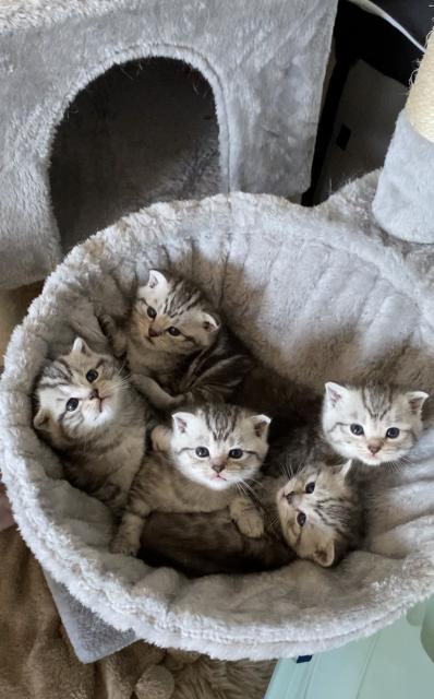 BKH- WHISKAS KITTEN - British Kurzhaar - Ludwigsau 