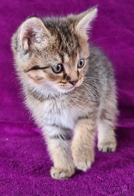 5 Babykatzen ab 22.9 abzugeben  - Mischling - Breisach 