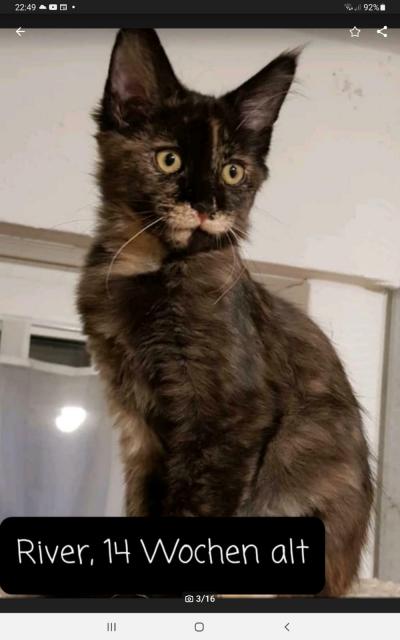 Maine Coon Kitten XXL  - Maine Coon - Dornum 