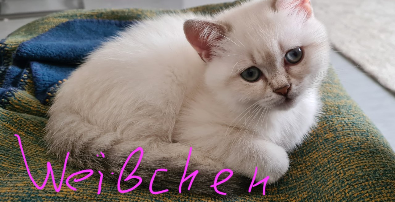 Hübschen kleinen BKH-Kitten - British Kurzhaar - Schweinfurt
