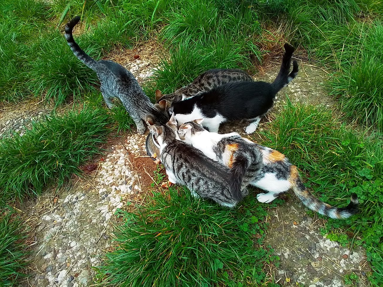 Suesse Mai- Kätzchen abzugeben - Hauskatzen - Wolfsburg-Mörse