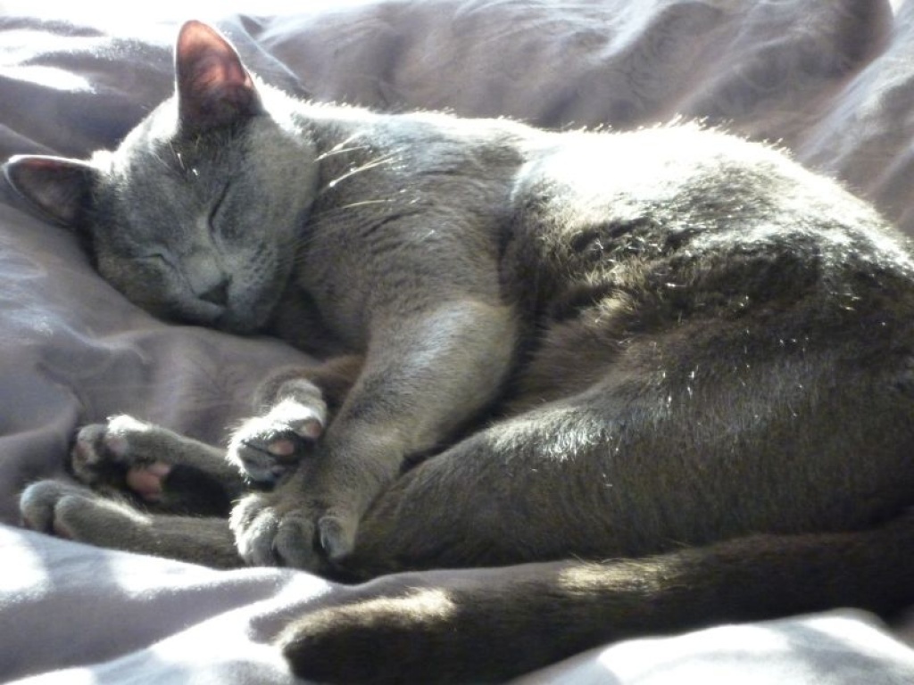 Kastrierter Kater - Russisch Blau - Berlin