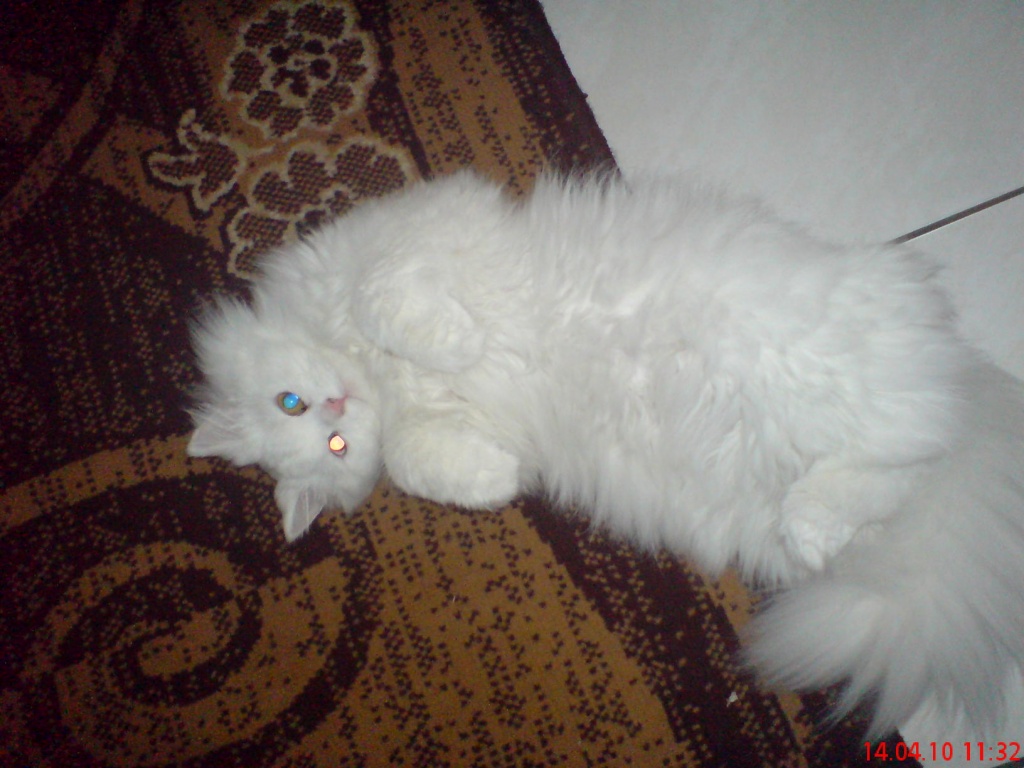 Perser Mädchen sucht neues zuhause - Perser - Oelsnitz Vogtland