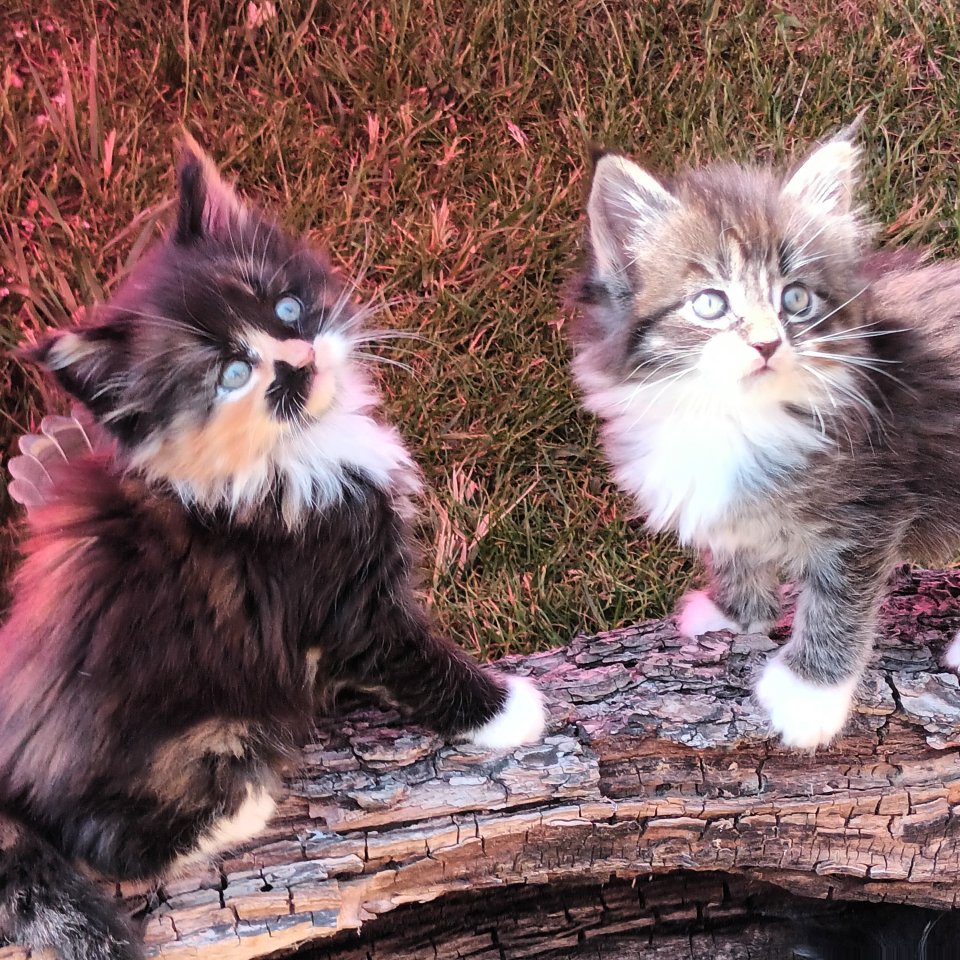 Maine Coon Kitten suchen ab sofort ein neues Zuhause - Maine Coon - Altenpleen