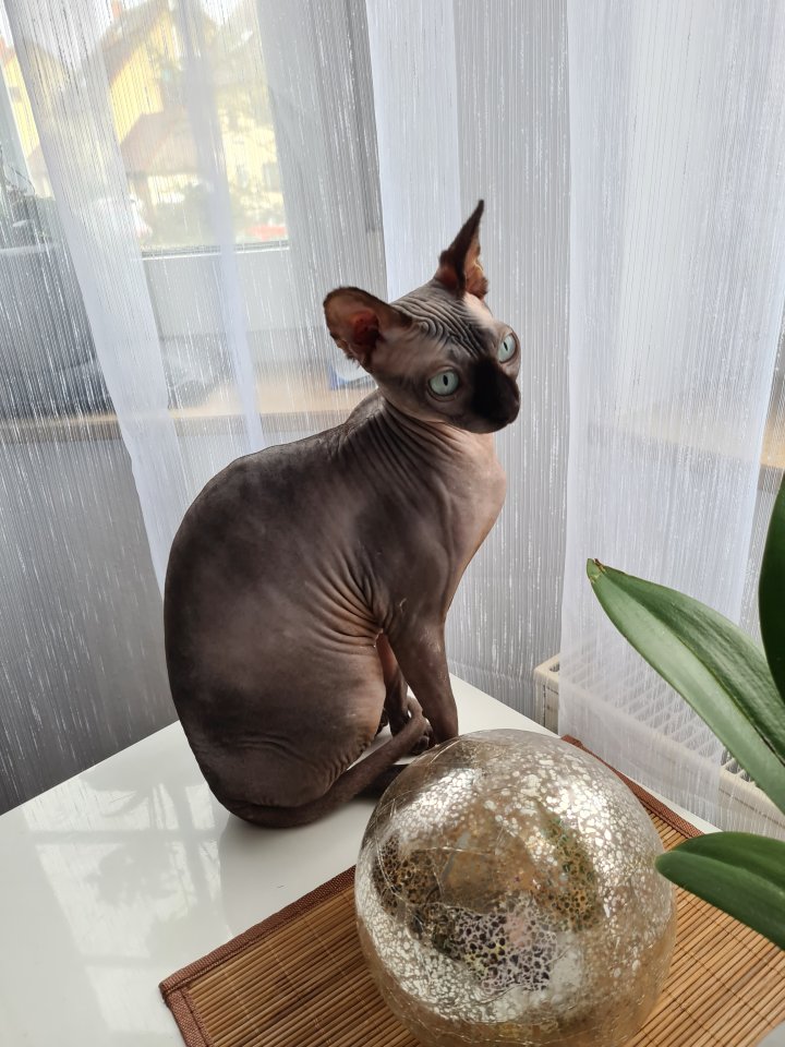 Sphynx Mädchen 11 Monate Jung - Hauskatzen - Rothenburg