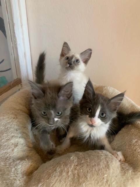 Türkisch Angora Kitten mit Papieren, Reinrassig - Angora - Bedburg
