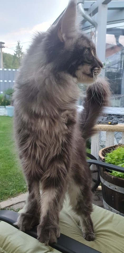 Große Maine Coon Dame, mit Papieren/ kastriert - Maine Coon - Untershausen