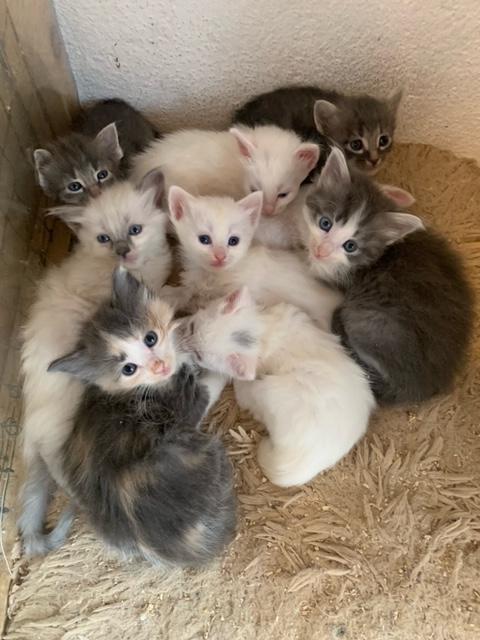 Türkisch Angora Rassekatzen Al Akim - Katzen Zuechter - Bedburg