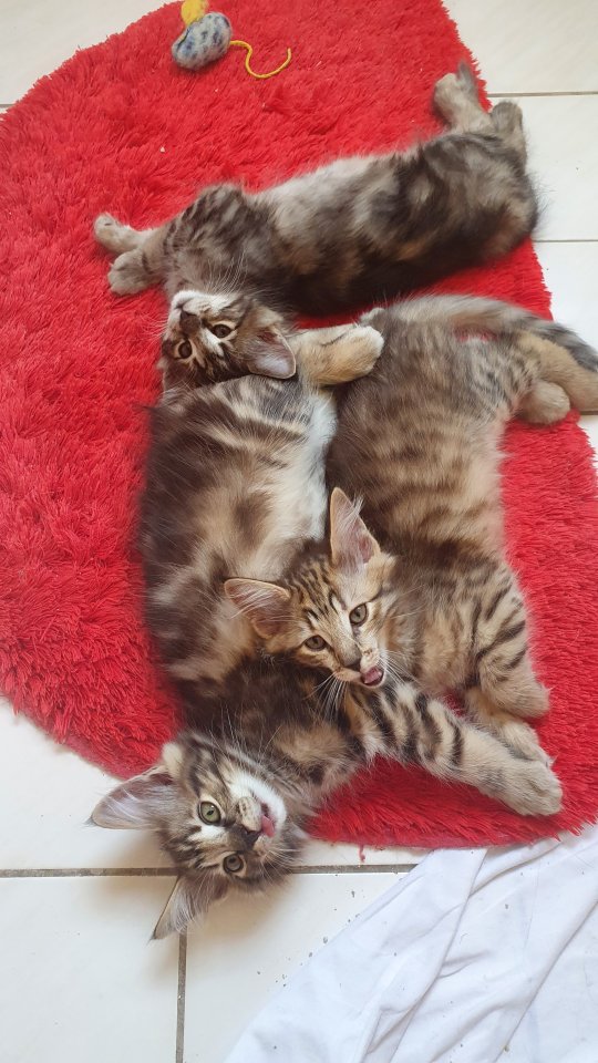3 Katzenkinder Norwegische Waldkatze amber non-agouti (bernsteinfarben) - Norwegische Waldkatze - Wachtberg - Ließem