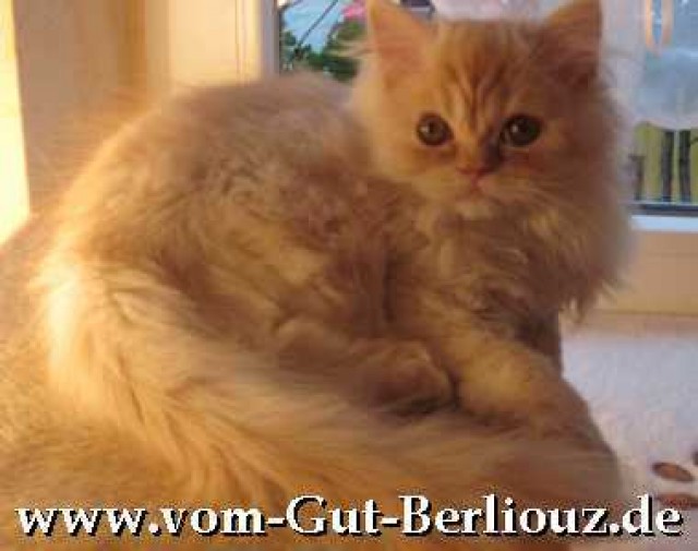 Süßes  red-smoke Perserbabys mit Nase, Stammb., PKD-, FIV+ FelV negativ - Perser - Bad Honnef
