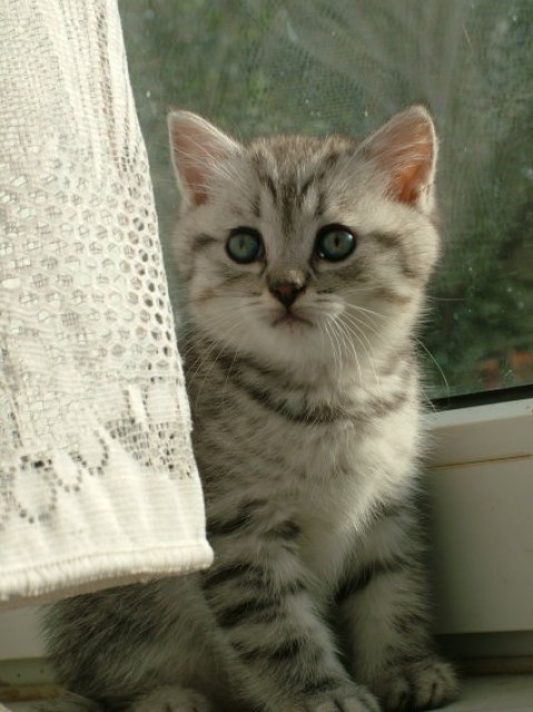 Entzückende Halbperser-Kätzchen silver tabby und weiß - Mischling - Brahlstorf