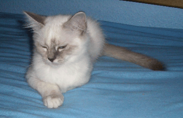 Süße Heilige Birma Mädchen ``Abby von Clarens`` - Birma - Stuttgart