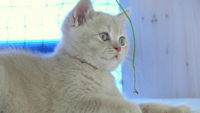BKH-Kitten - British Kurzhaar - München