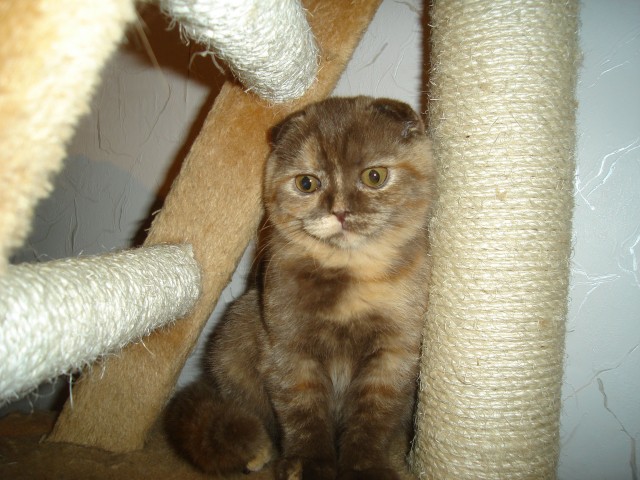 BKH und Scottish Fold  - Scottish Fold - Kehl