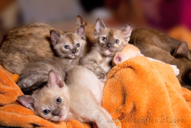 Burmakitten abzugeben - Burma - Essen