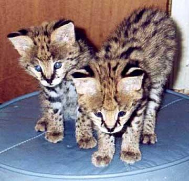 EXOTIC SERVAL, Savannah, Ozelot und Bengal Kätzchen VERFÜGBAR. - Savannah - Bremen