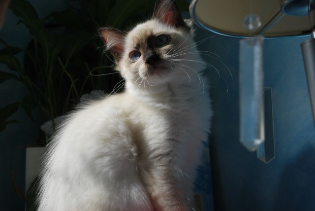 Süße ragdoll kitten - Ragdoll - Pegnitz