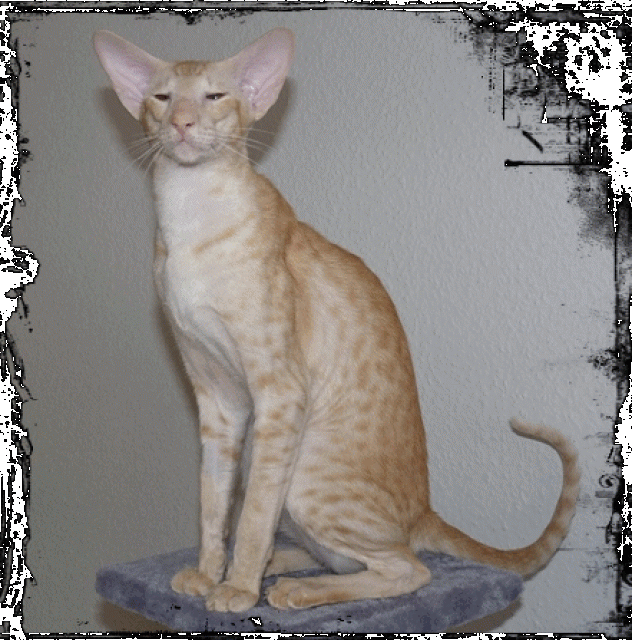 OKH Kitten - Orientalische Kurzhaar - Celle