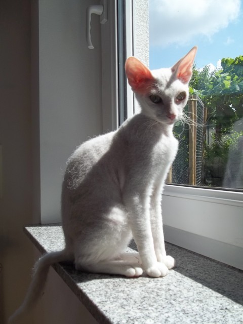 Kitten  Levkoy  - Katzen Sonstige - Euerbach