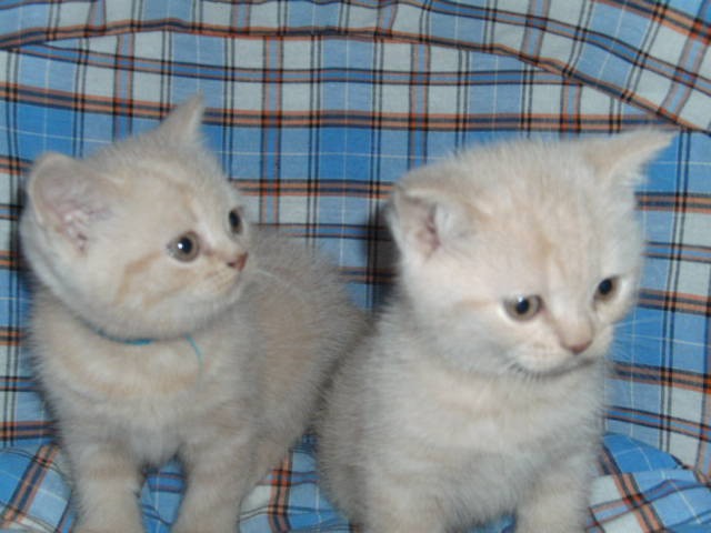 Reinrassige BKH Kitten suchen ein liebevolles Zuhause.  - British Kurzhaar - Velen