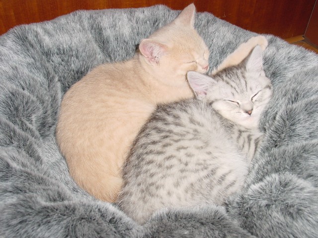 Katzensitter gesucht? - Katzensitter - Gladbeck