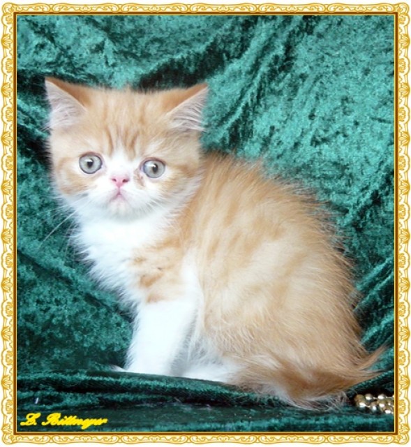 Süßer rot-weißer Exotic- Shorhair Katerchen  - Exotic Shorthair - Bretsch