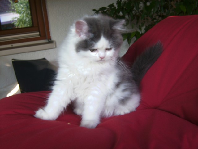 Verkaufe Selkirk Rex - Highlander ( Glatthaar ) - Selkirk Rex - Unterschneidheim