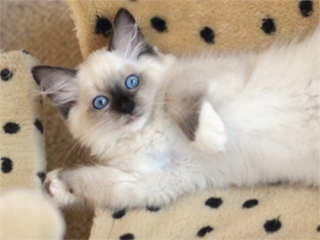 Zauberhafte Ragdolls aus Berlin - Ragdoll - Berlin