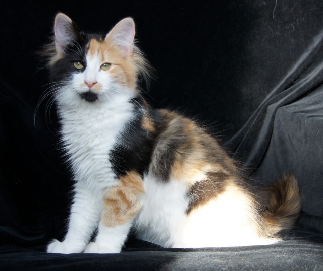 Norwegische- Waldkatzen abgabebereit! - Norwegische Waldkatze - Grafschaft