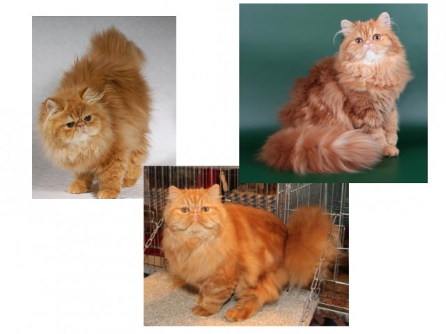 Perserkitten red classic tabby - Perser - Nürnberg
