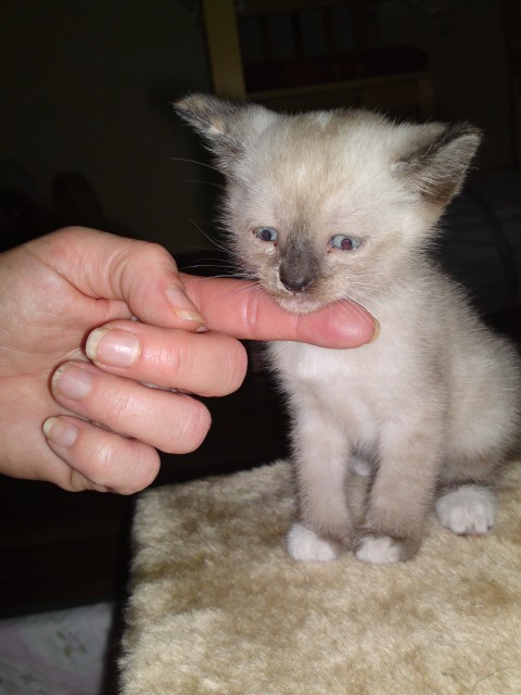 Verkaufe Siam Thai Kitten (alte Rasse) 2 von 4 - Thai - berlin