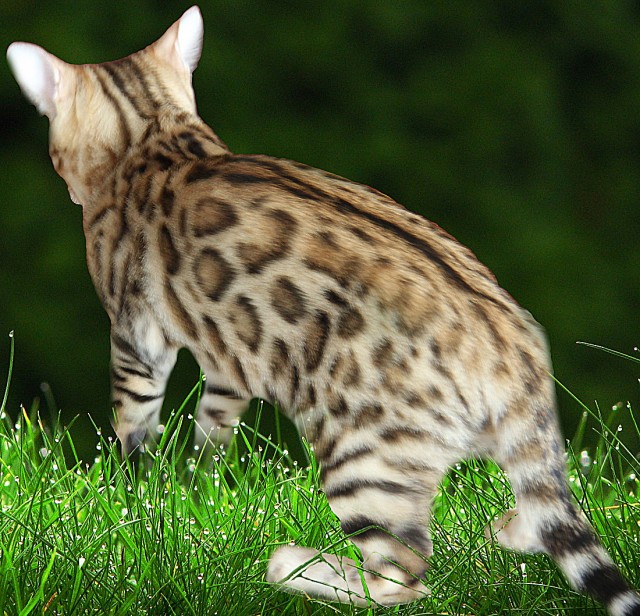 Bengalkatzen,Bengalkatze - Bengal - Berlin