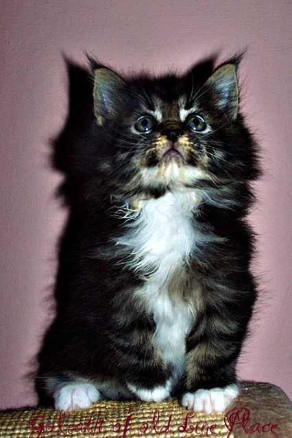 Traumhaft typvolle Maine Coon Kitten aus exc. Verpaarung!!! - Maine Coon - Großmehring