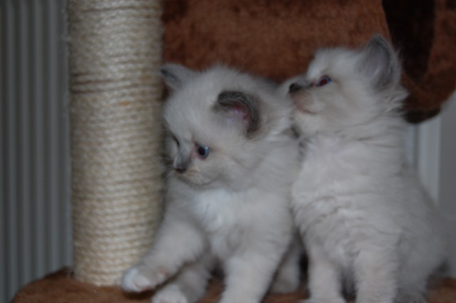 Wunderschöne Neva Masquarade(Sibirische)abzugeben - Neva Masquarade - Auerbach