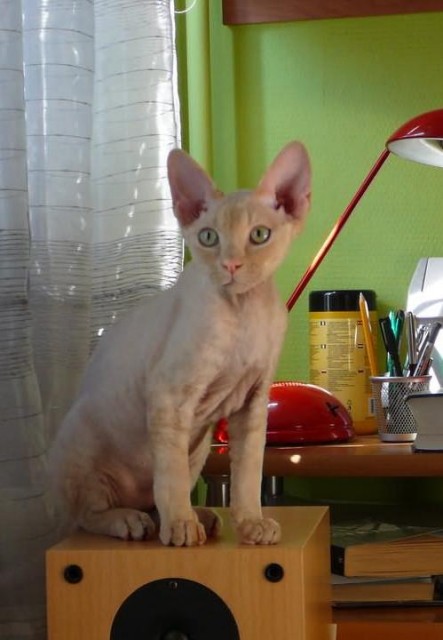 BENO Devon Rex  - Devon Rex - Wroclaw