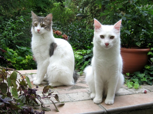 Biete 2 schmusige Türkisch Angora Kater - Angora - Wien
