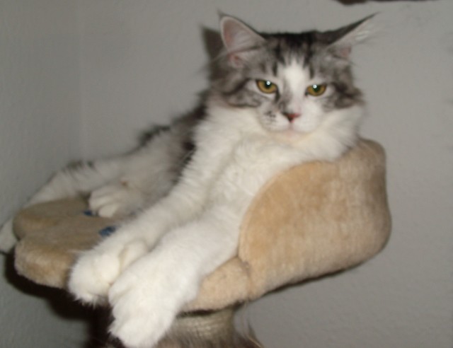 Sehr schöner Poly Kater sucht neue Dosenöffner - Maine Coon - essen