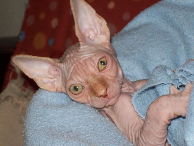 Süßes Sphynx Katerchen (Kanadier) - Sphynx - Berlin