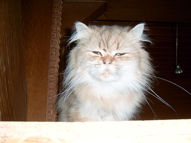 Golden chinchilla kater - Perser - Hude