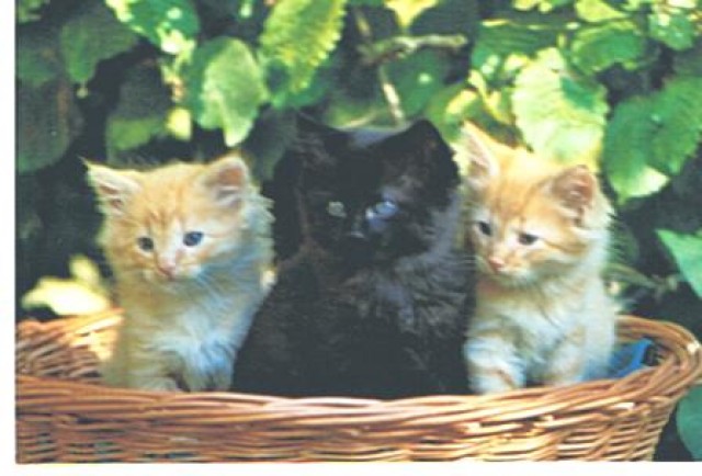 3 Wuschel-Katerchen suchen Garten mit Haus - Hauskatzen - Obergriesbach