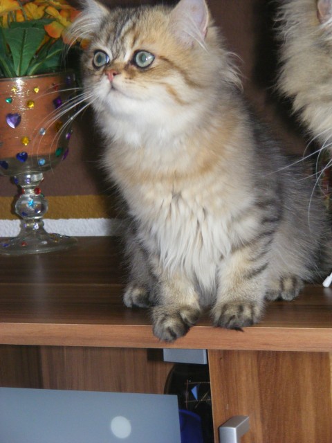 Goldschatz sucht Dich! - Perser - Berlin