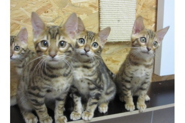 Reinrassigen Bengal katzen ((200€)) - Bengal - Köln