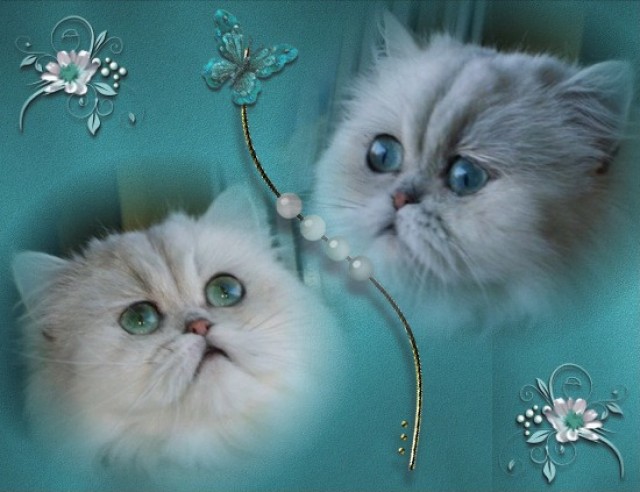 Reinrassige Superschmuser mit Stammbaum - Exotic Shorthair - Köln