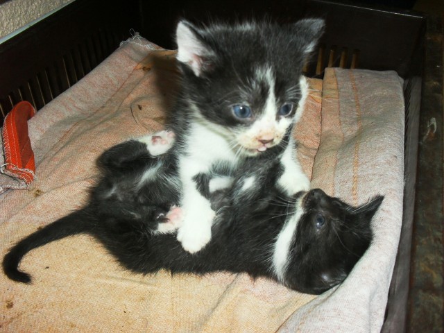 Stubentiger suchen ein Zuhause - Hauskatzen - Mühlenberge